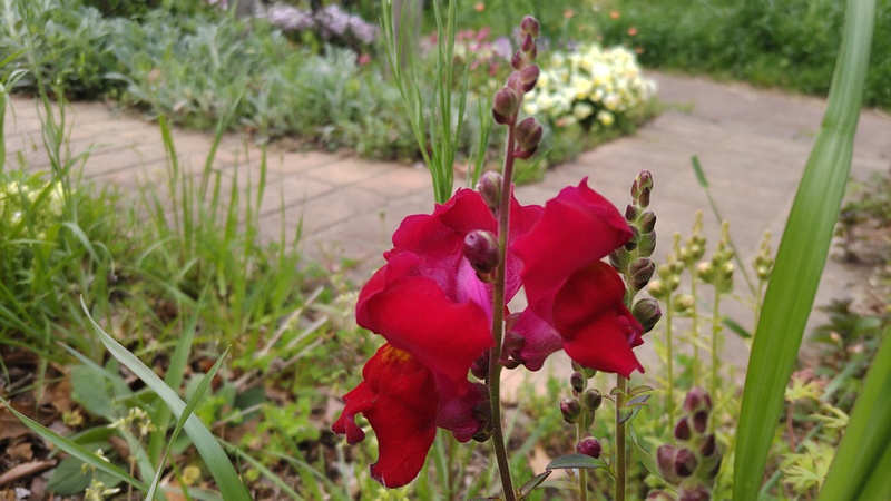 キンギョソウの花 川崎市幸区さいわいふるさと公園