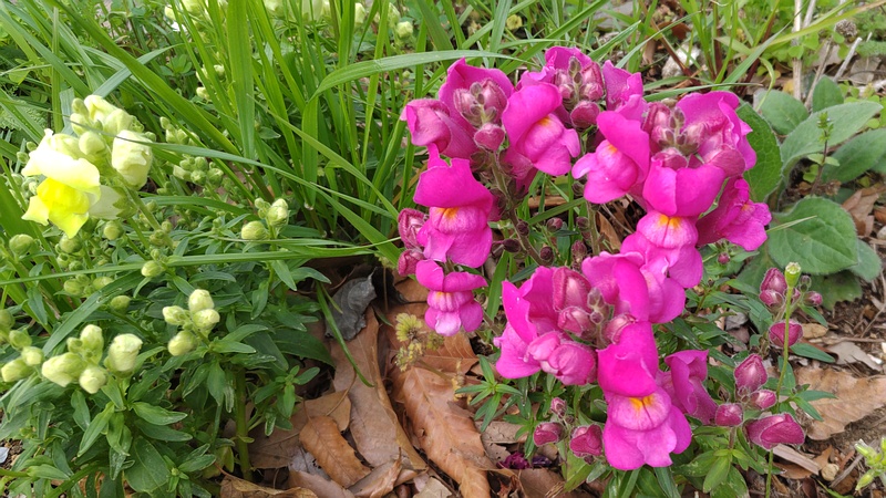 キンギョソウの花 川崎市幸区さいわいふるさと公園