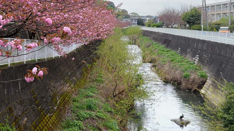 カンザンの花 横浜市旭区今宿南町