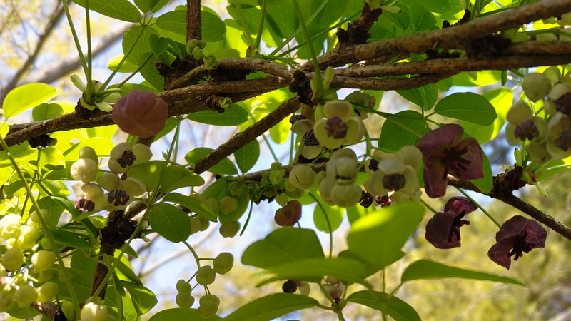 アケビの花 横浜市旭区希望が丘ふれあいの森公園
