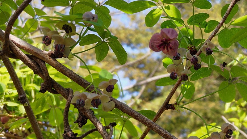 アケビの花 横浜市旭区希望が丘ふれあいの森公園