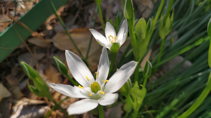 オオアマナの花 横浜市旭区希望が丘ふれあいの森公園