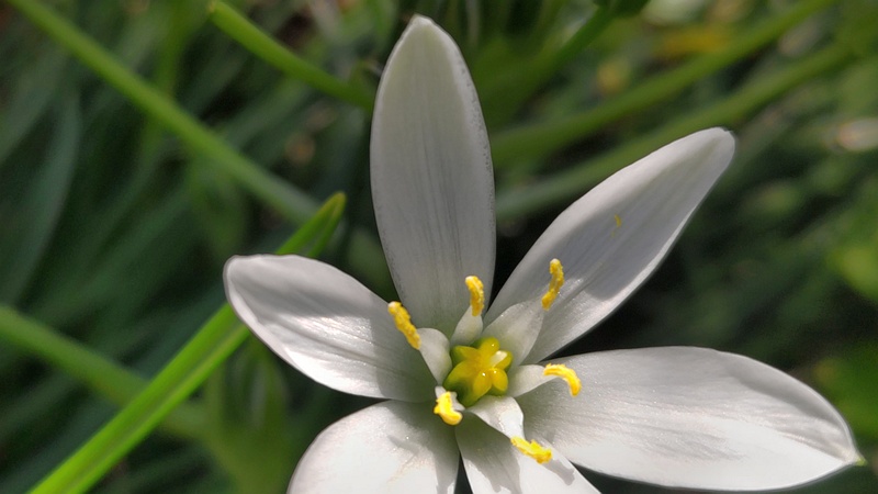 オオアマナの花 横浜市旭区希望が丘ふれあいの森公園