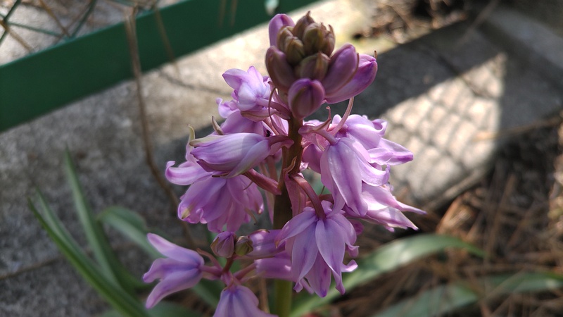ツリガネズイセンの花 横浜市旭区希望が丘ふれあいの森公園