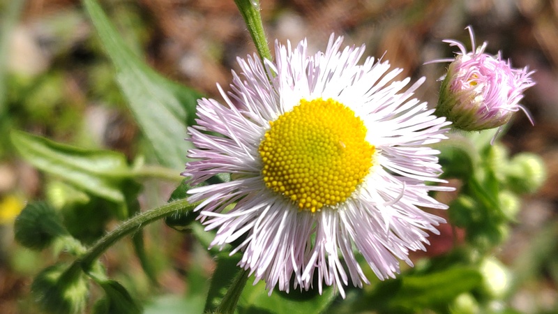 ハルジオンの花 横浜市旭区希望が丘ふれあいの森公園