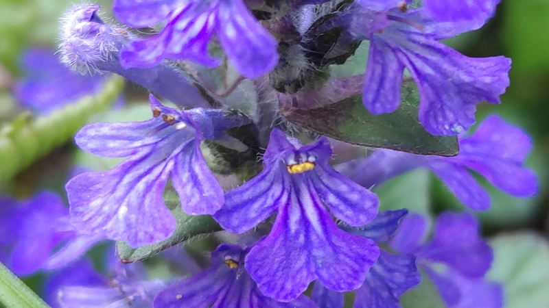 セイヨウジュウニヒトエの花 横浜市旭区希望が丘ふれあいの森公園