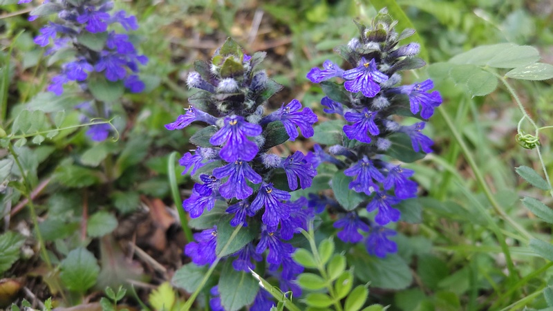 セイヨウジュウニヒトエの花 横浜市旭区希望が丘ふれあいの森公園
