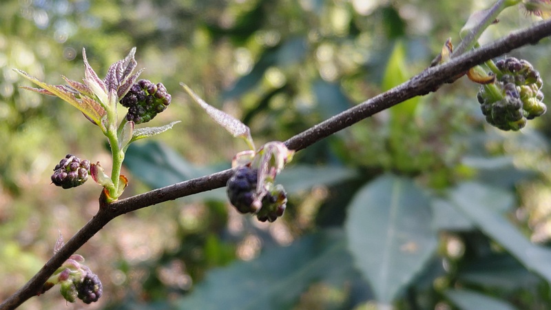 ヒメコウゾの蕾 横浜市旭区希望が丘水の森公園