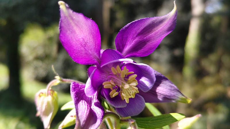 セイヨウオダマキの花 横浜市旭区希望が丘水の森公園