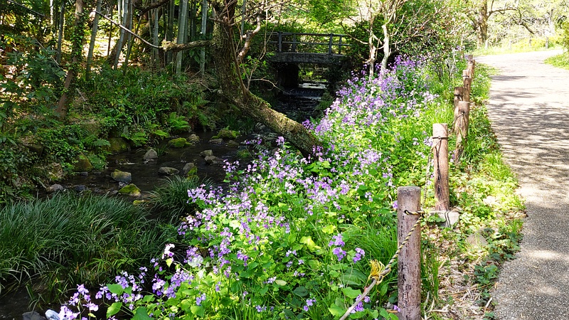 オオアラセイトウの花 横浜市旭区帷子川親水緑道