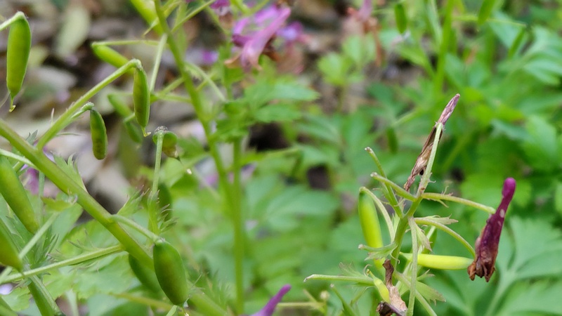 ムラサキケマンの花と蒴果 横浜市旭区鶴ヶ峰