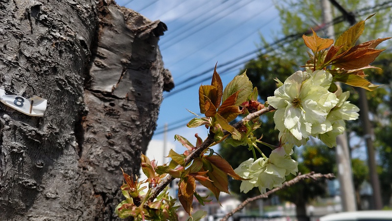 ウコンザクラの花 横浜市旭区今宿東町