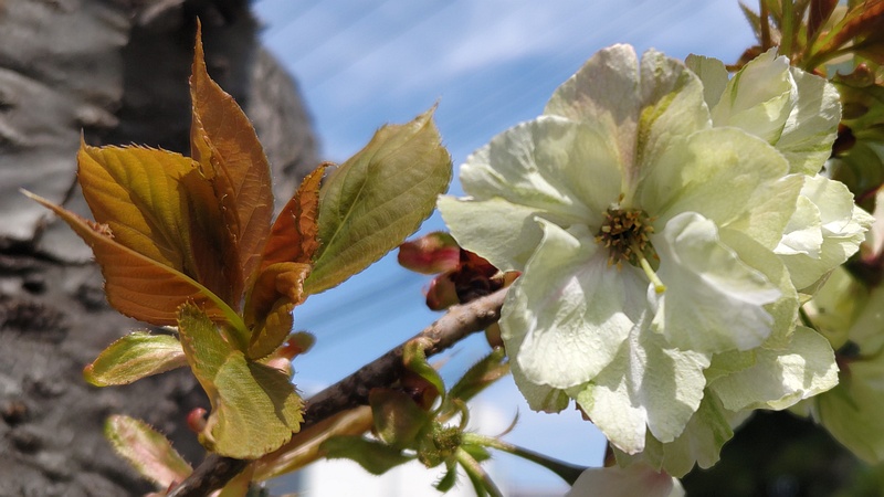 ウコンザクラの花 横浜市旭区今宿東町