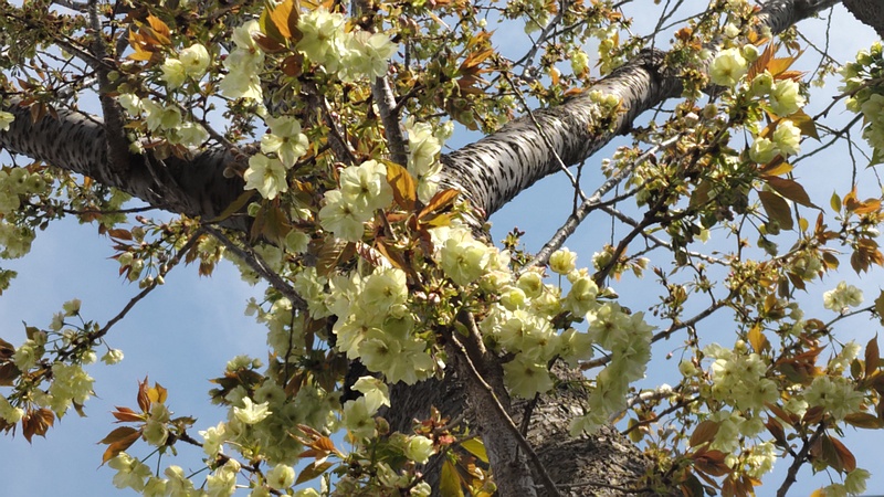 ウコンザクラの花 横浜市旭区今宿東町