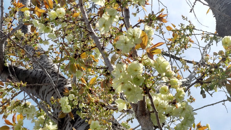ウコンザクラの花 横浜市旭区今宿東町