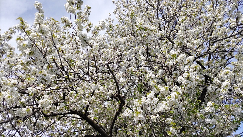 オオシマザクラの花 横浜市旭区今宿東町