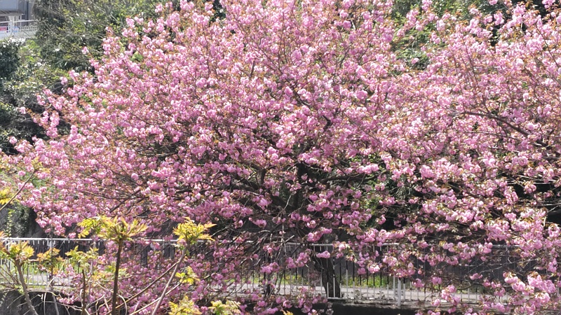 カンザン 横浜市旭区今宿南町