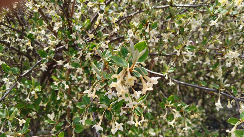 ナツグミの花 横浜市旭区今宿南町