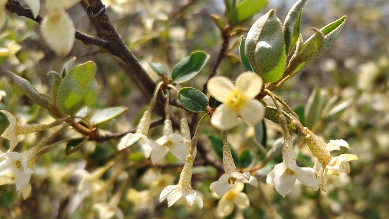 ナツグミの花 横浜市旭区今宿南町