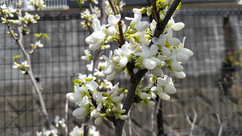 シロバナハナズオウの花 横浜市旭区今宿南町帷子川緑道