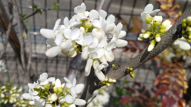シロバナハナズオウの花 横浜市旭区今宿南町帷子川緑道