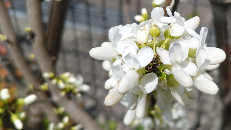 シロバナハナズオウの花 横浜市旭区今宿南町帷子川緑道