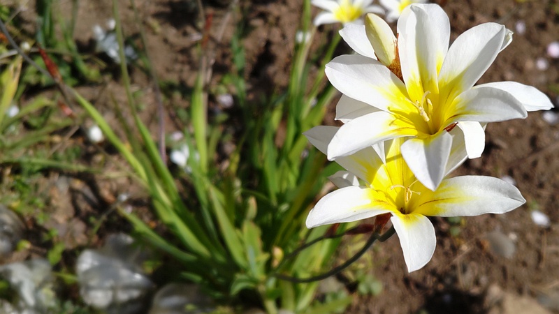 スイセンアヤメの花 横浜市旭区今宿南町