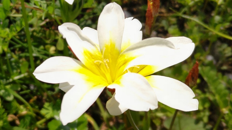 スイセンアヤメの花 横浜市旭区今宿南町