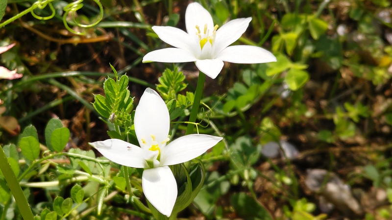 オオアマナの花 横浜市旭区今宿南町