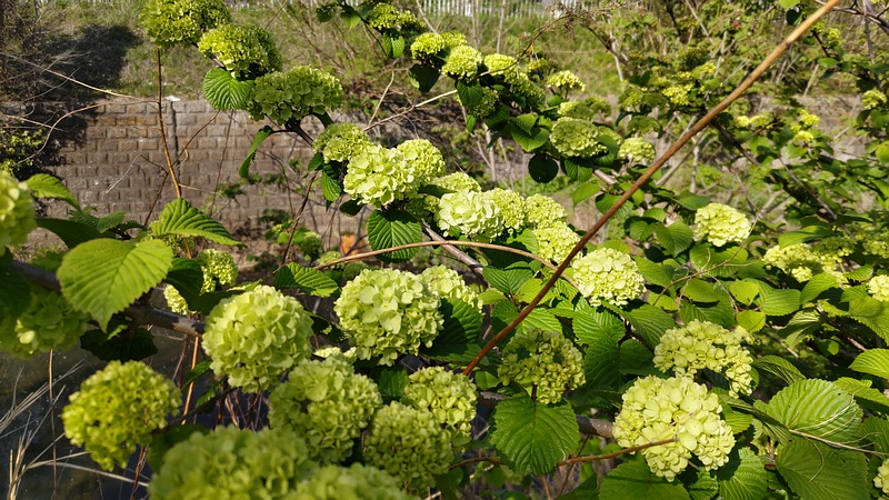 オオデマリの花 横浜市旭区今宿南町