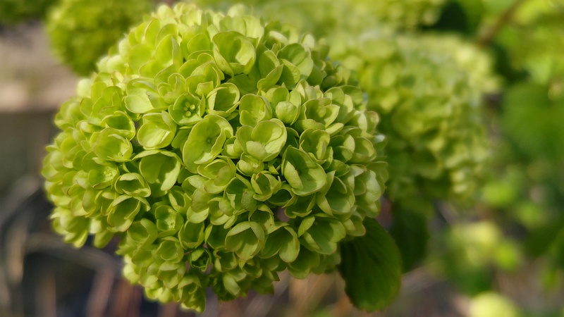 オオデマリの花 横浜市旭区今宿南町