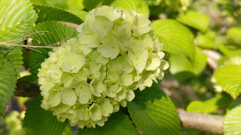 オオデマリの花 横浜市旭区今宿南町