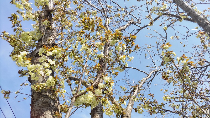 ウコンザクラの花 横浜市旭区今宿東町