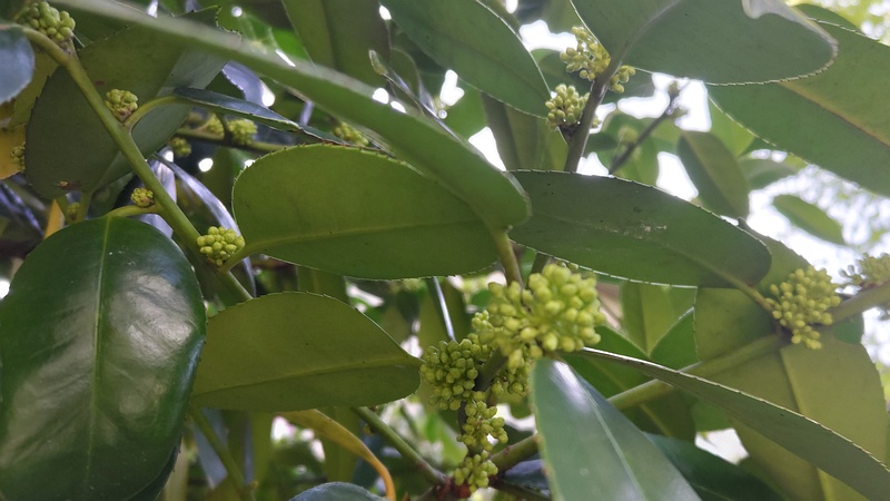 タラヨウの蕾 横浜市旭区今宿東町