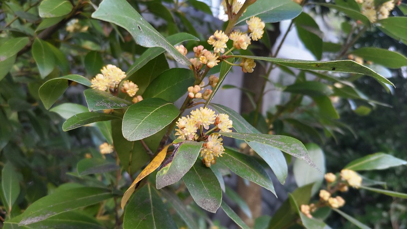 ゲッケイジュの雄花 横浜市旭区今宿東町