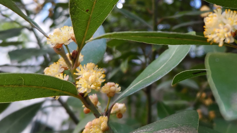 ゲッケイジュの雄花 横浜市旭区今宿東町