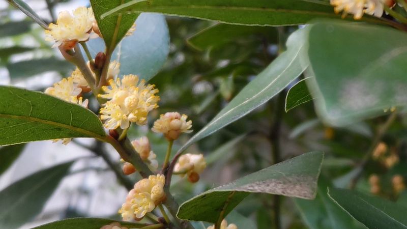 ゲッケイジュの雄花 横浜市旭区今宿東町