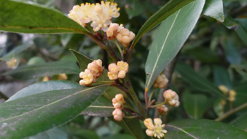ゲッケイジュの雄花 横浜市旭区今宿東町