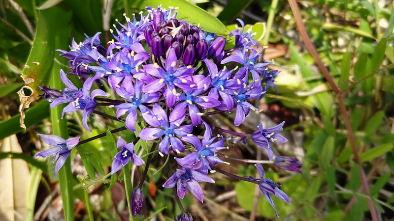 オオツルボの花 横浜市旭区今宿東町