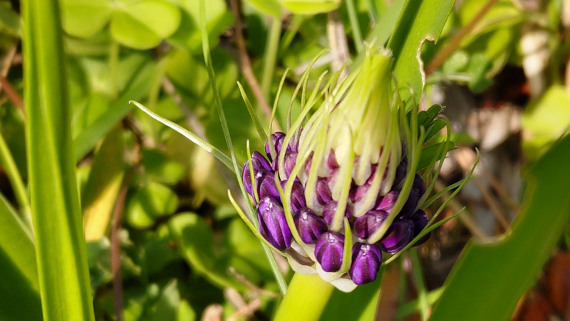オオツルボの花 横浜市旭区今宿東町