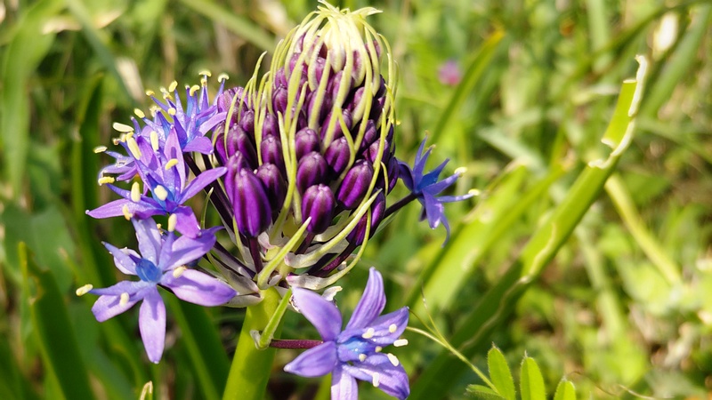 オオツルボの花 横浜市旭区今宿東町