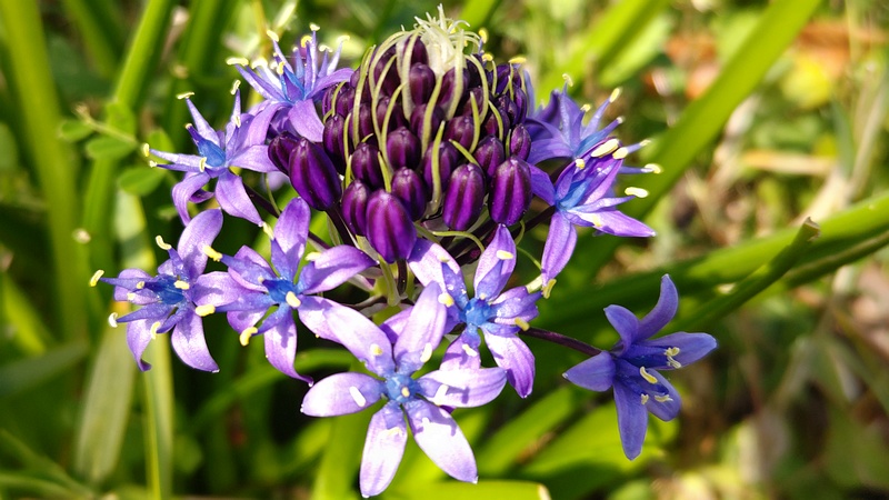 オオツルボの花 横浜市旭区今宿東町