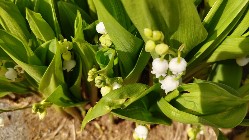 スズランの花 横浜市旭区今川町