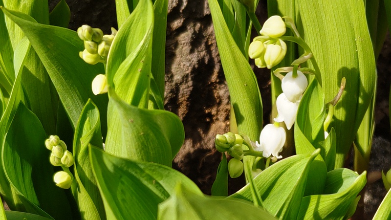 スズランの花 横浜市旭区今川町