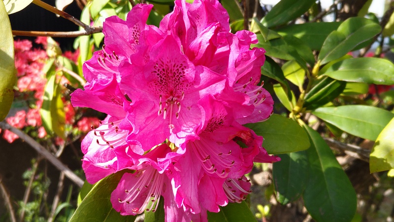 シャクナゲの花 横浜市旭区鶴ヶ峰鎧の渡し緑道