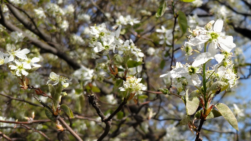 アメリカザイフリボクの花 横浜市旭区鶴ヶ峰鎧の渡し緑道