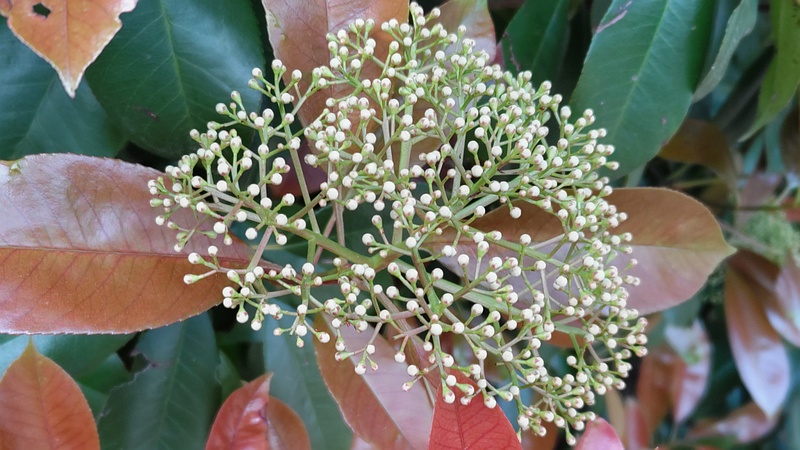 カナメモチの蕾 横浜市旭区今川町今川公園