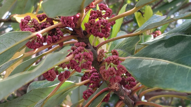ユズリハの雄花 横浜市旭区今川町今川公園