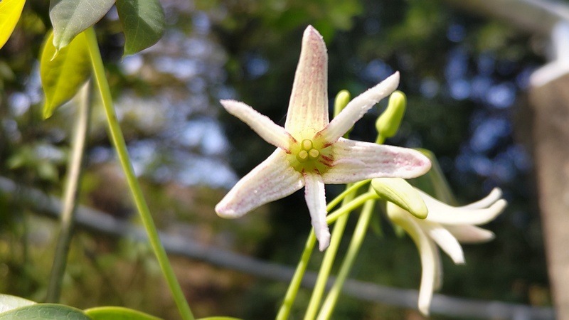 ムベの花 横浜市旭区今川町今川公園