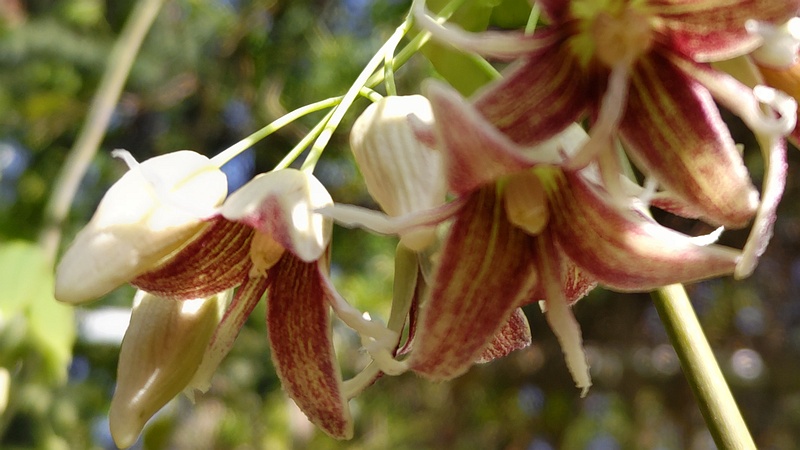 ムベの花 横浜市旭区今川町今川公園